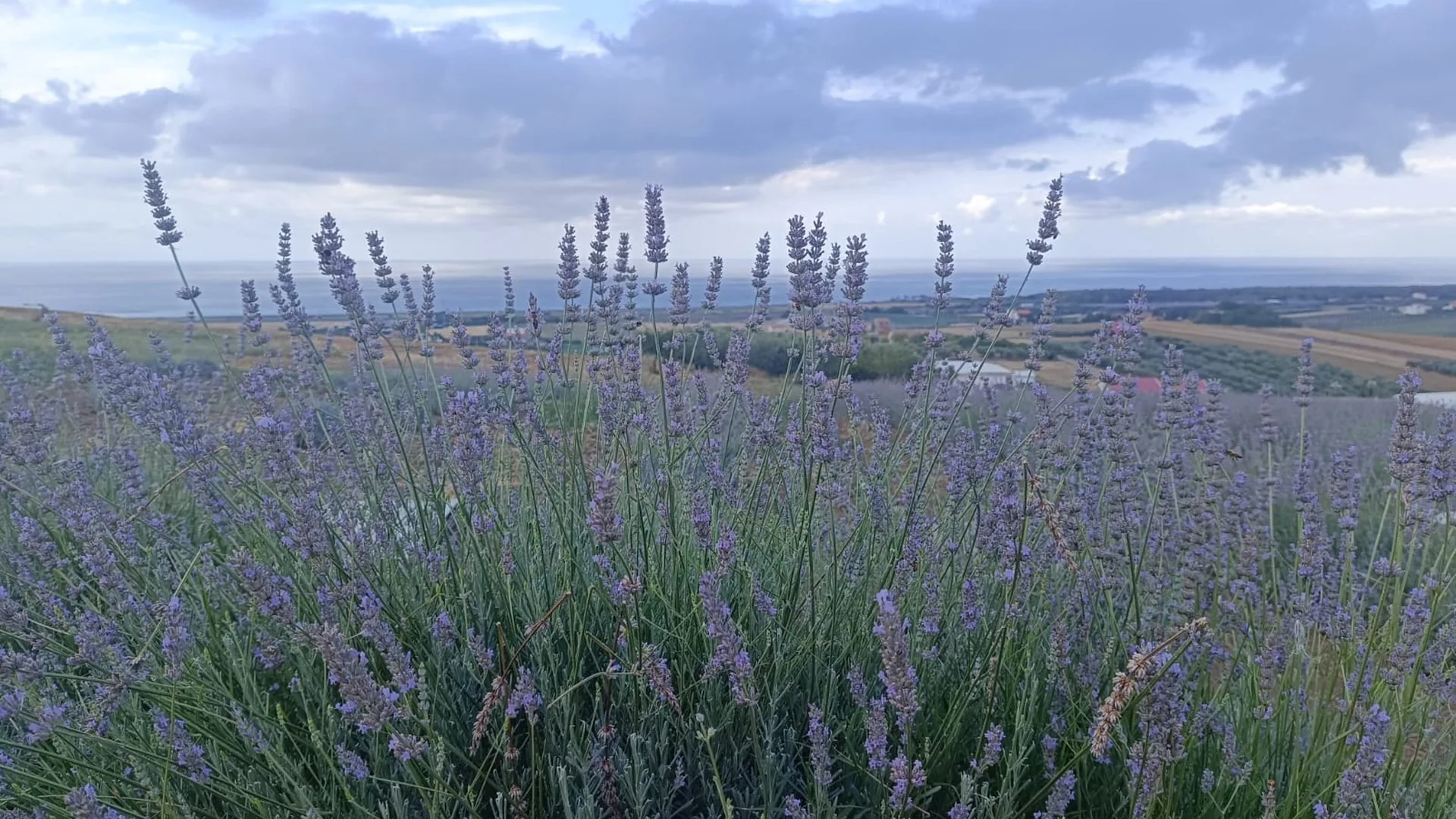 Tenuta Cimini, campobasso (Molise)