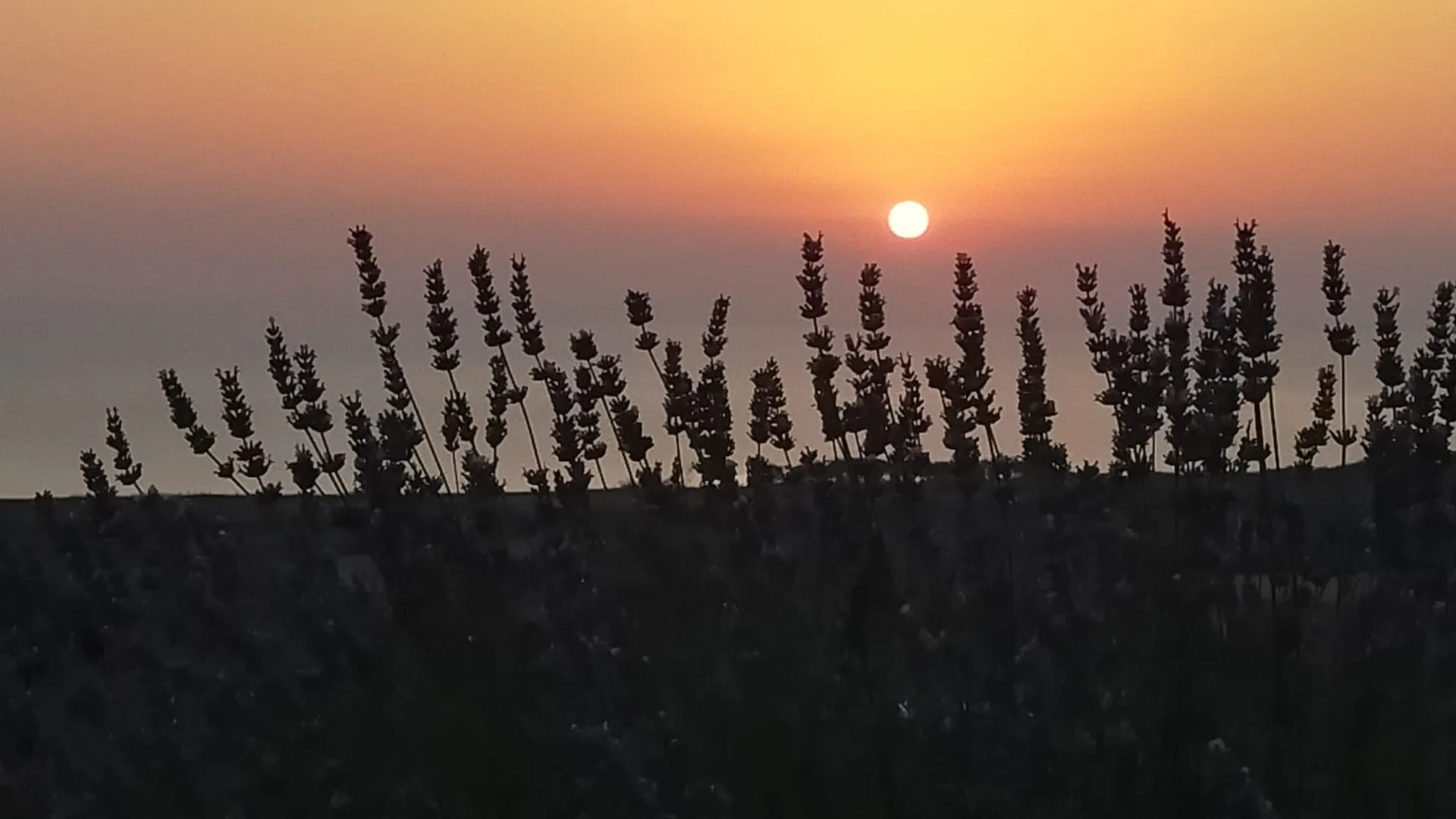 Tenuta Cimini, campobasso (Molise)